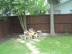 Tree_removal 2